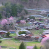 開田高原の春！