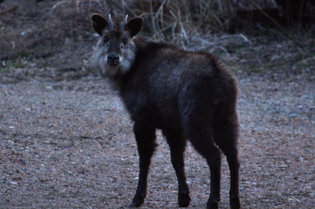 見返りカモシカ！