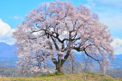 山梨県　わに塚の桜