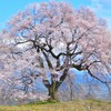 山梨県　わに塚の桜