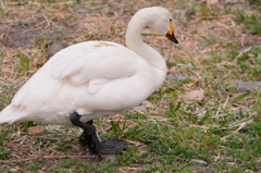 安曇野白鳥湖