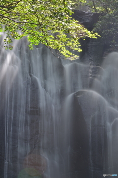 桑の木の滝２