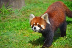レッサーパンダ