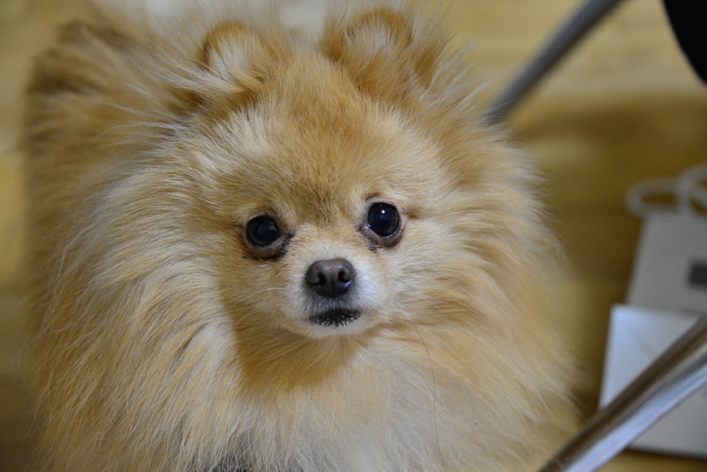 うちの可愛い愛犬です