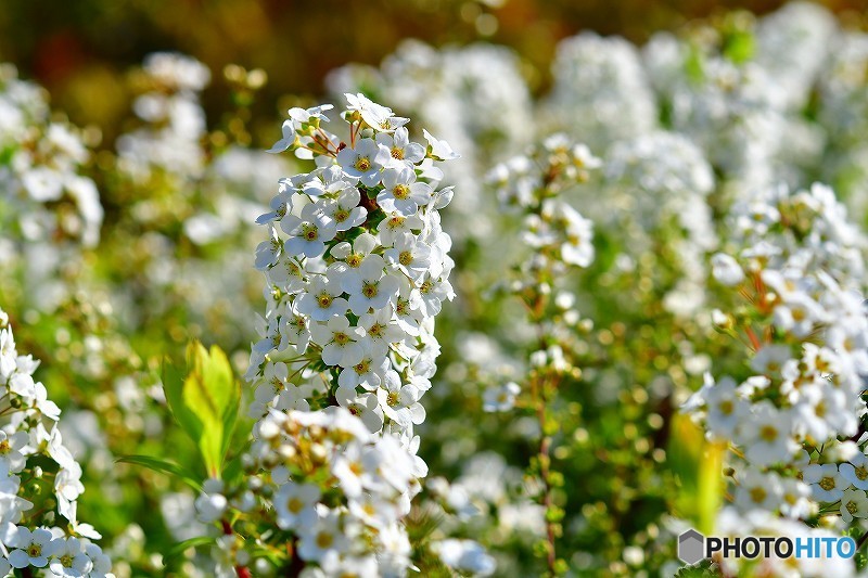 大阪城の花