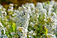 大阪城の花