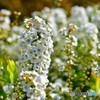 大阪城の花