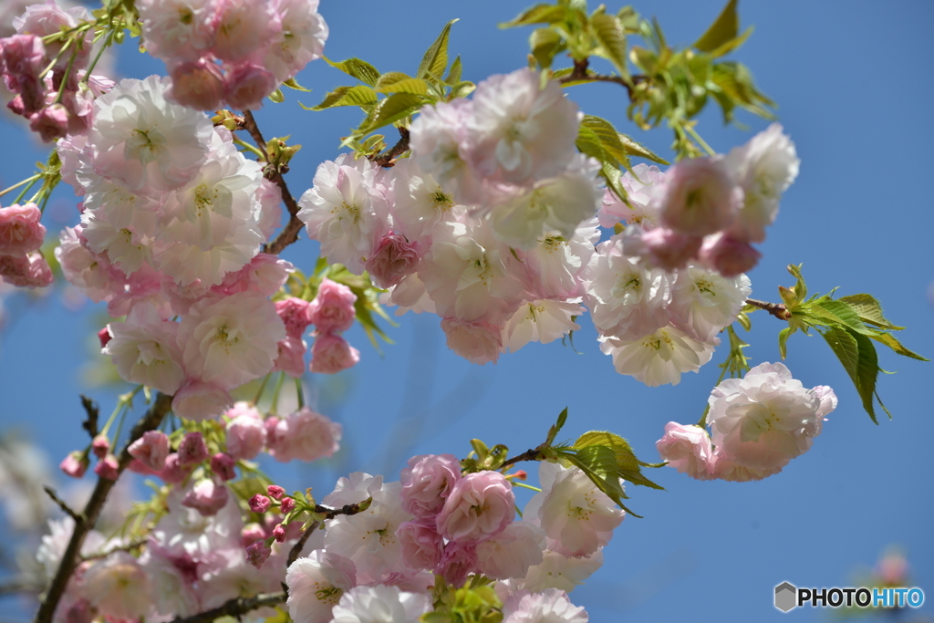 空と桜