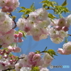 空と桜