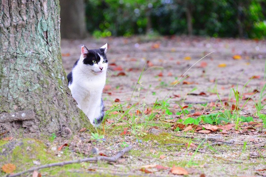 大阪城の野良猫