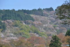 吉野桜