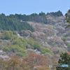 吉野桜