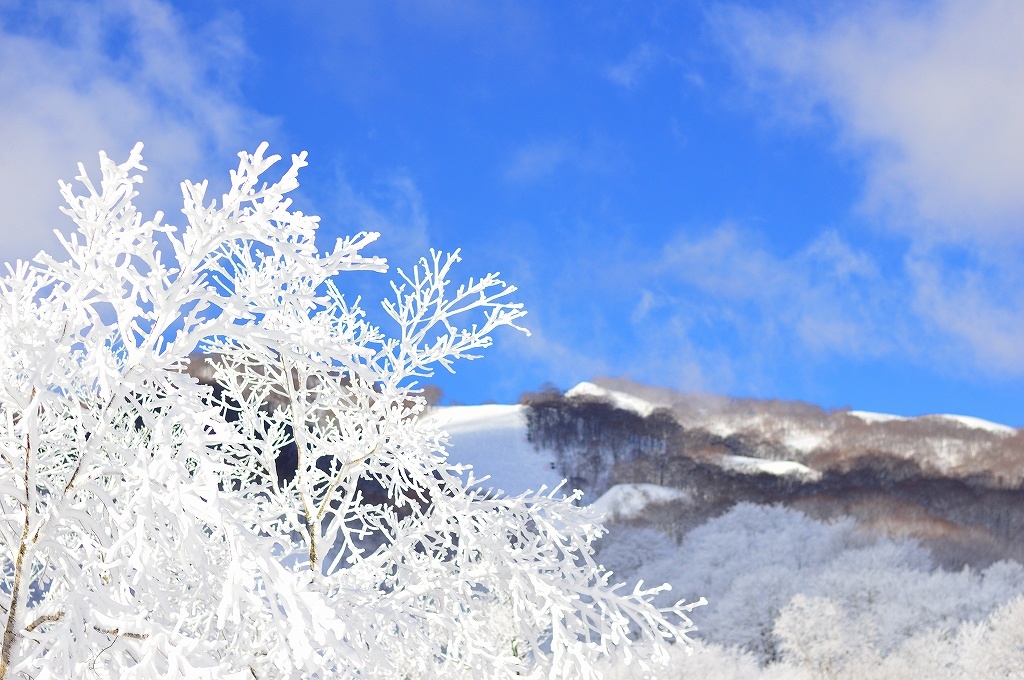 樹氷