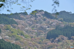 吉野奥千本
