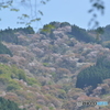吉野奥千本