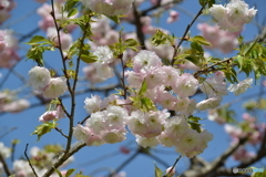 空と桜２