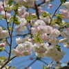空と桜２
