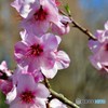 大阪城の桜