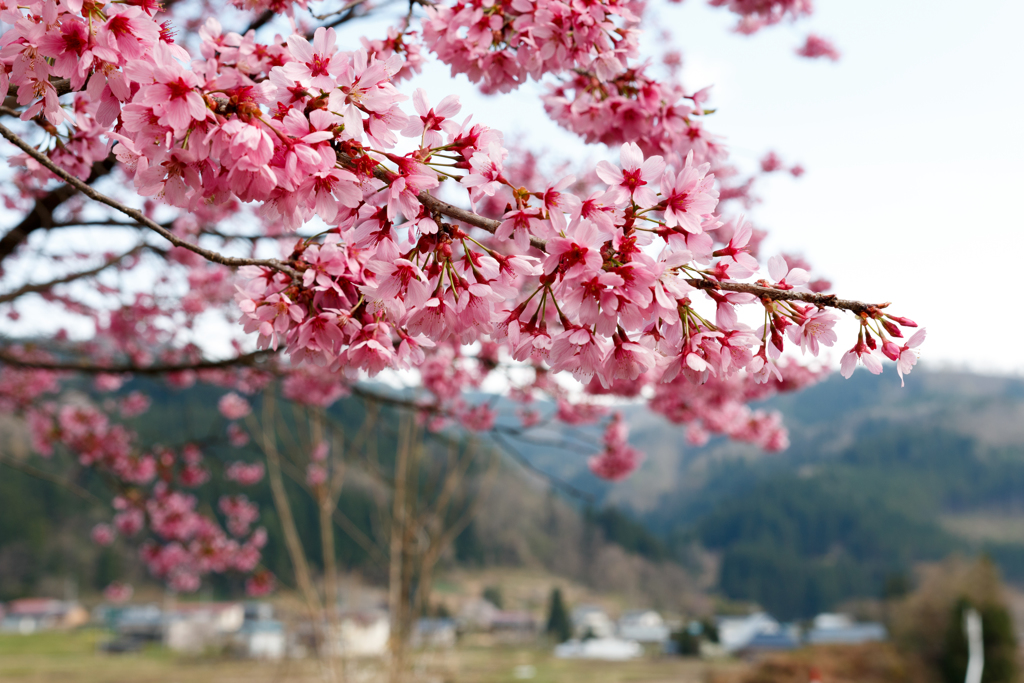 ちがう桜2018