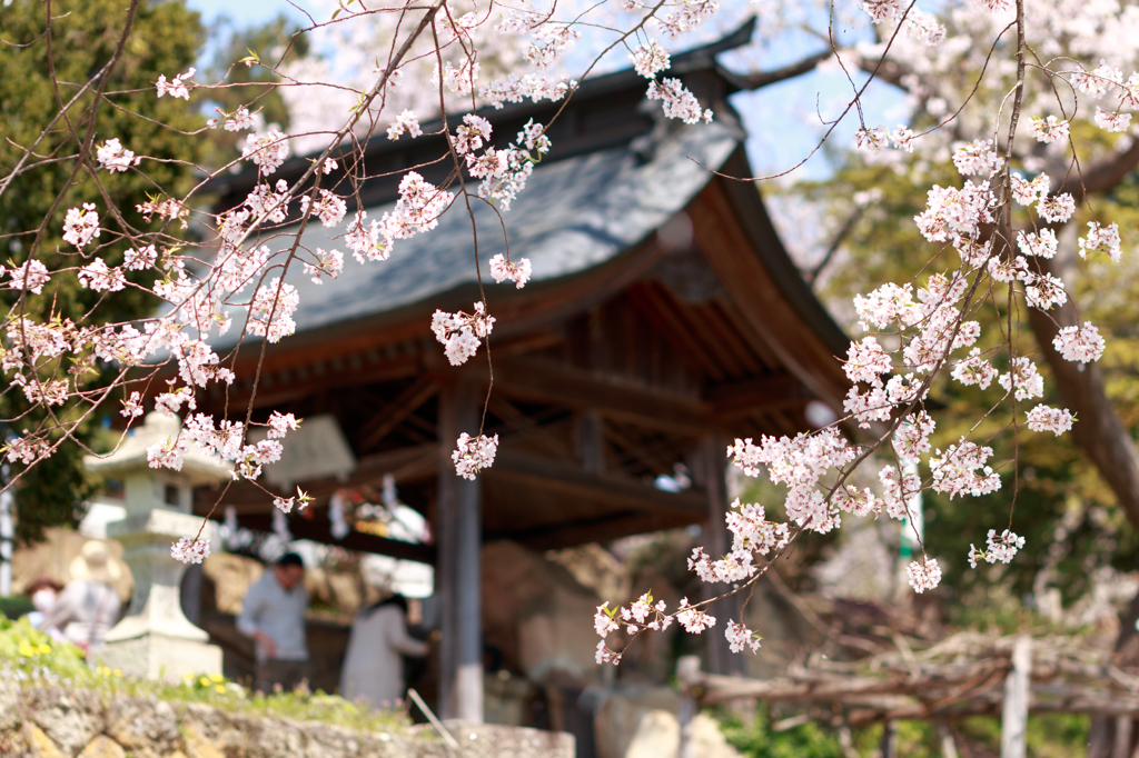 春の手水舎