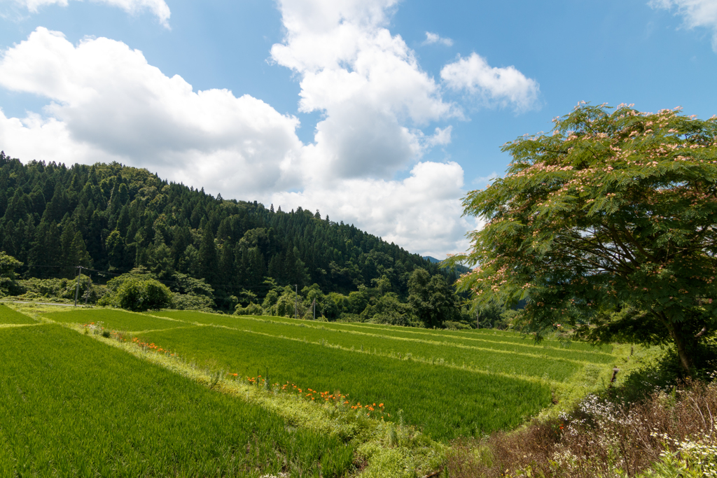 ネムの咲く頃