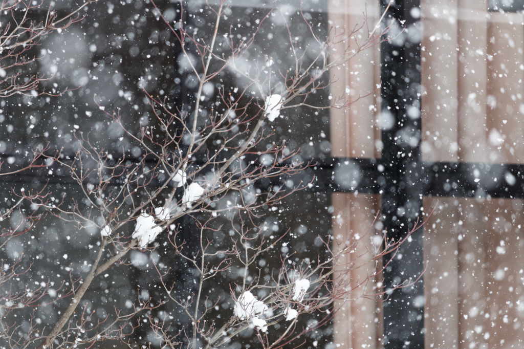 雪だらけ。雪まみれ。