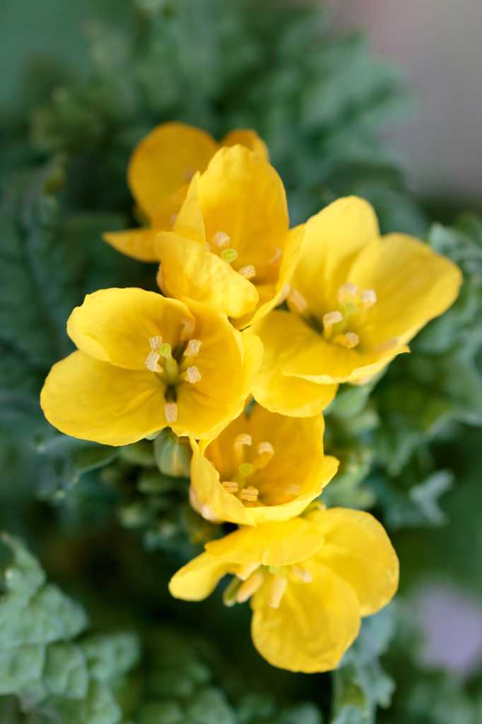 油菜