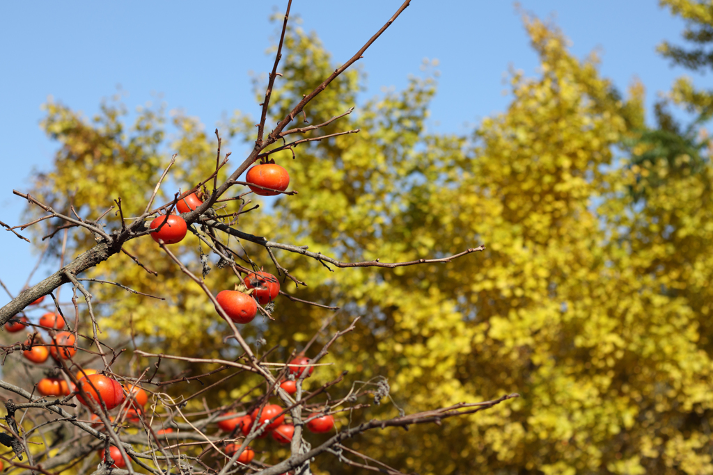 柿x紅葉