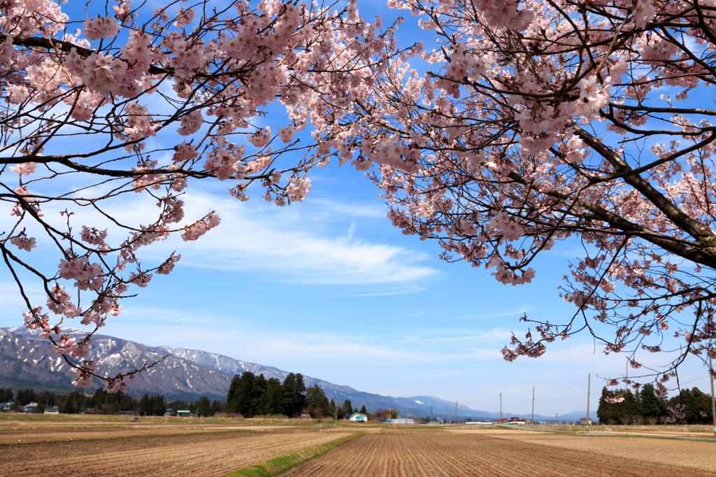 田舎の春