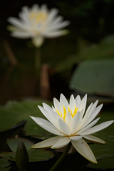 灯火