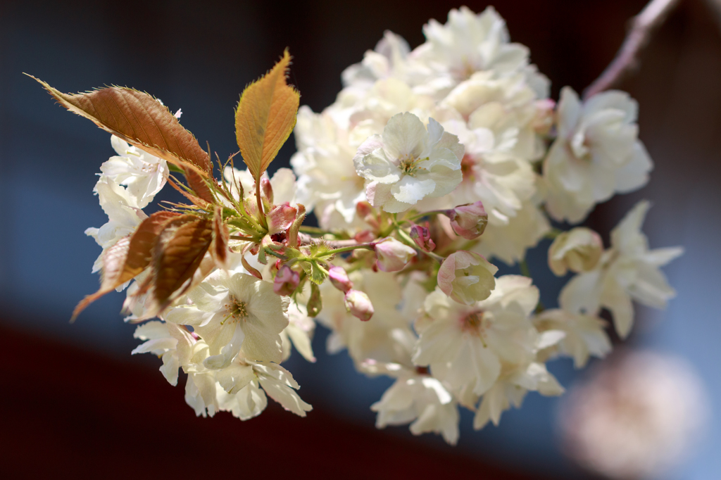 鬱金の桜