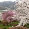 百花繚乱2015