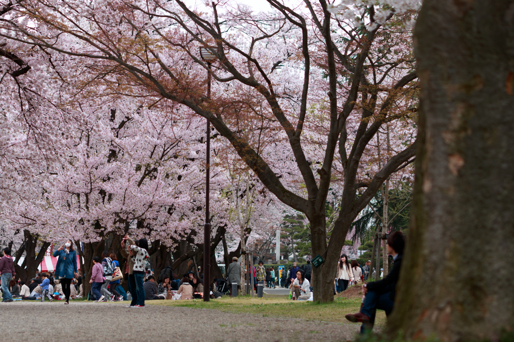 それぞれの花見