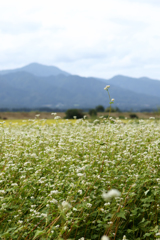 蕎麦の花