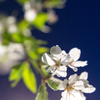夜桜