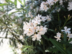 ローマの街中の花