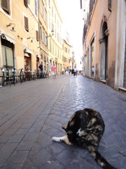 イタリアのシニョールNEKO②