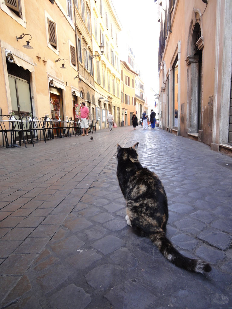 イタリアのシニョールNEKO①