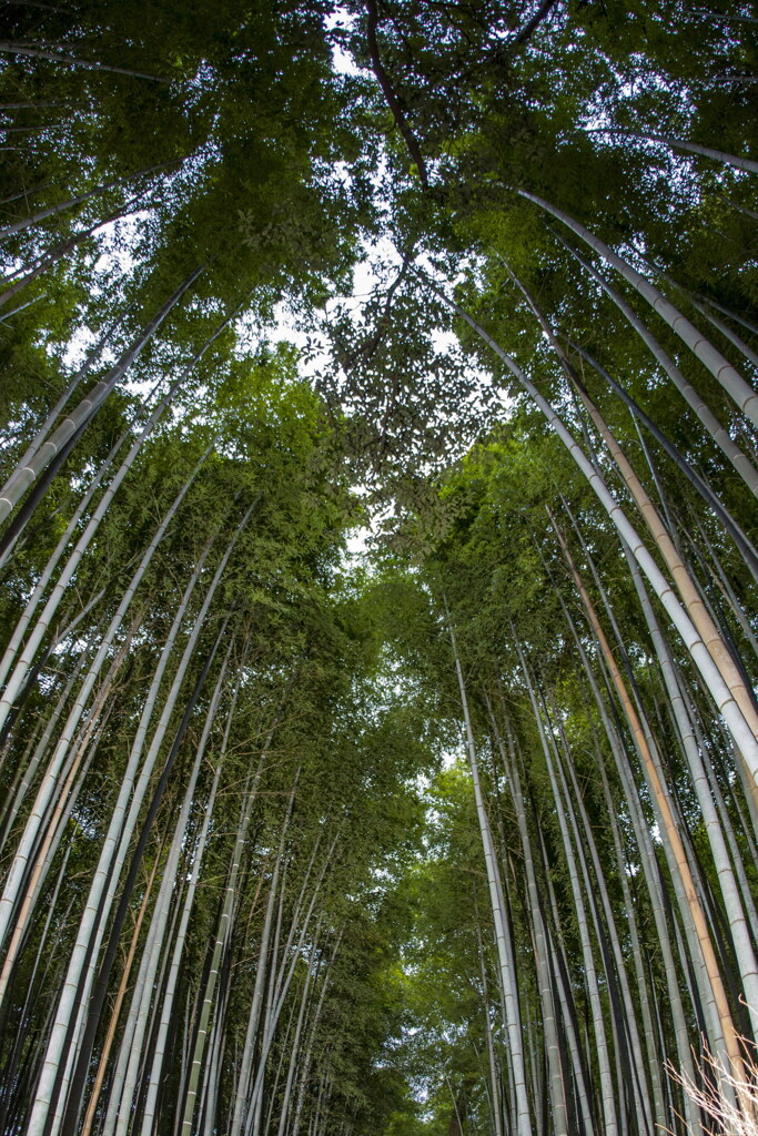 竹林の小径