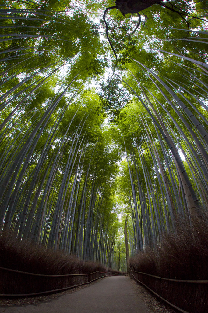 竹林の小径