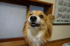 Angry DOG