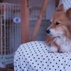 眠たい。