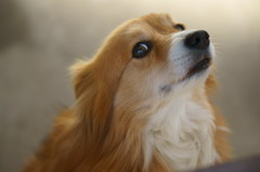 警戒する犬