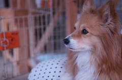 遠くを見つめる犬