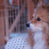 遠くを見つめる犬
