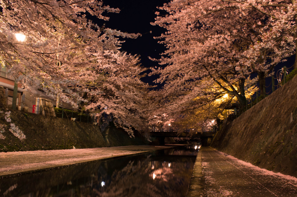 桜の小路