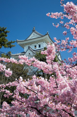 大垣城と桜