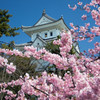 大垣城と桜