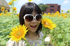 3つのヒマワリ