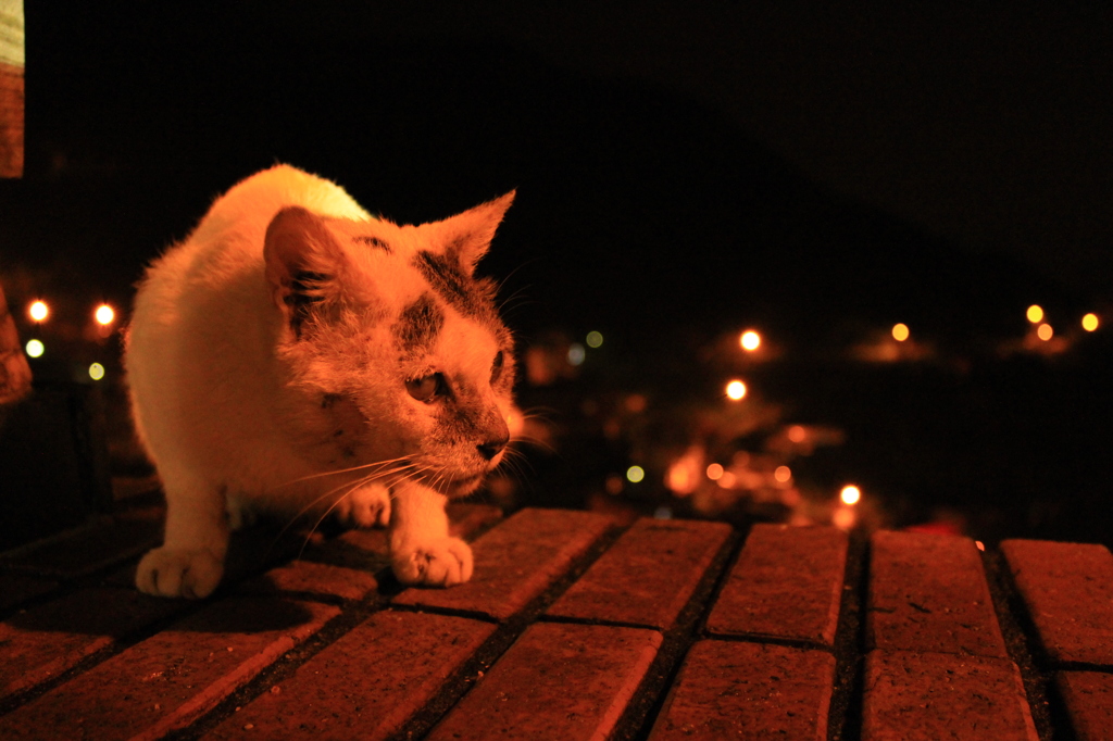 猫